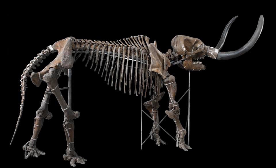 Mammoths vs. mastodons - what’s the difference? Both lived 2.6 MYA - 12K years ago, but mammoths were flat-toothed grazers that used their twisting tusks to sweep snow to find grasses; while mastodons browsed on leaves using their conical-cusped molars to chew. #FossilFriday