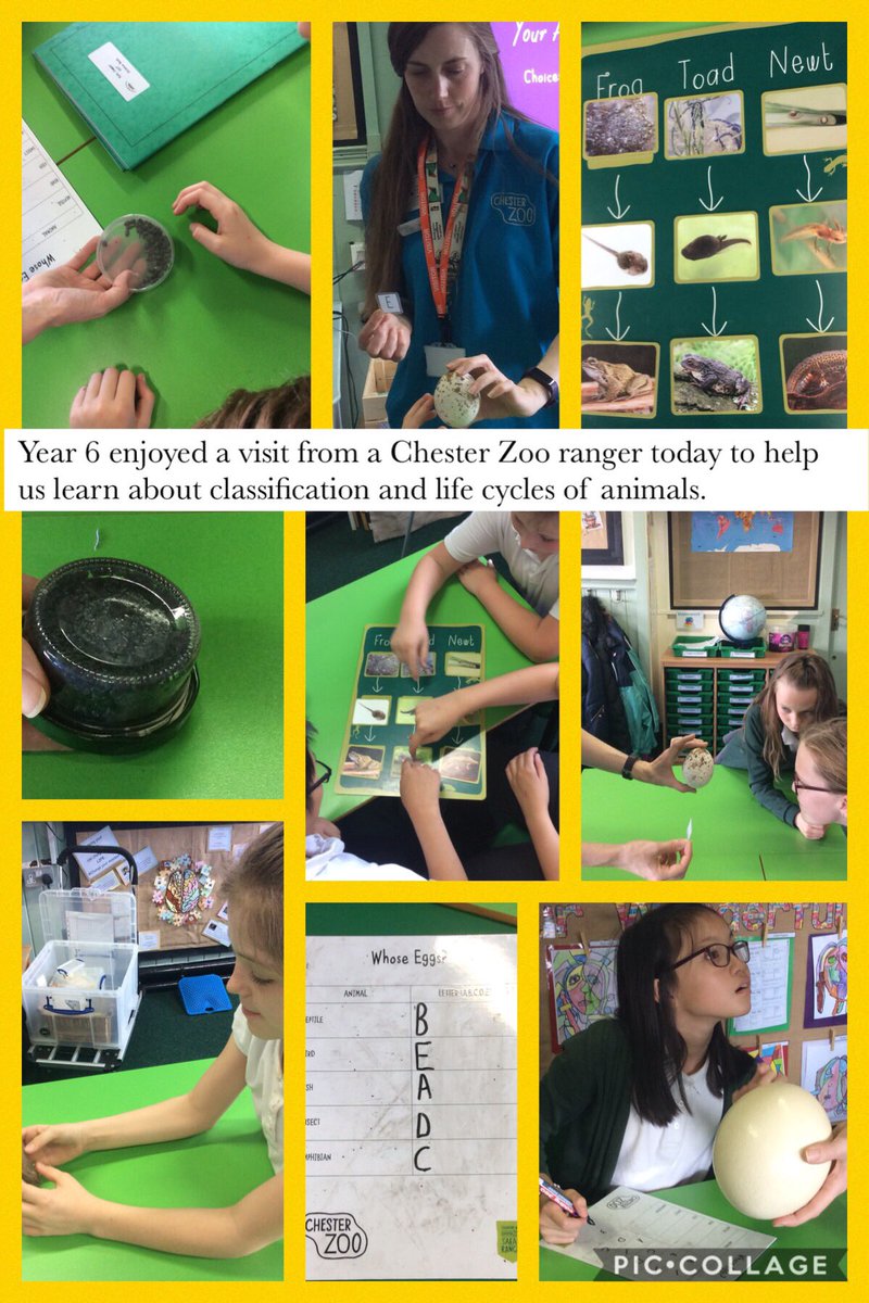 LPSYear6's tweet photo. Year 6 @LiscardPrimary had a great day learning from Chester Zoo ranger, Jennie today. She helped us to learn more about different classes of animals and their life cycles @chesterzoo @STEMLearningUK #classification #science #AnimalKingdom https://t.co/St3AfanWAV