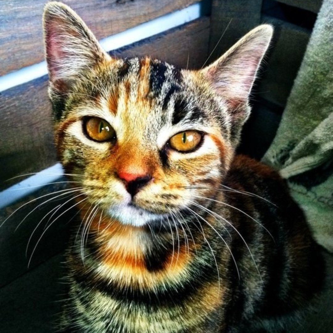 Bow Chicka Meow Meow tweet media