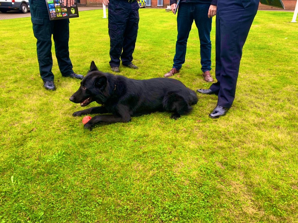 CInspThompson's tweet image. A bit of light relief this morning launching the @northantsdogs @NorthantsPolice calendar with @NorthantsChief @Stephen_Mold #PDMac