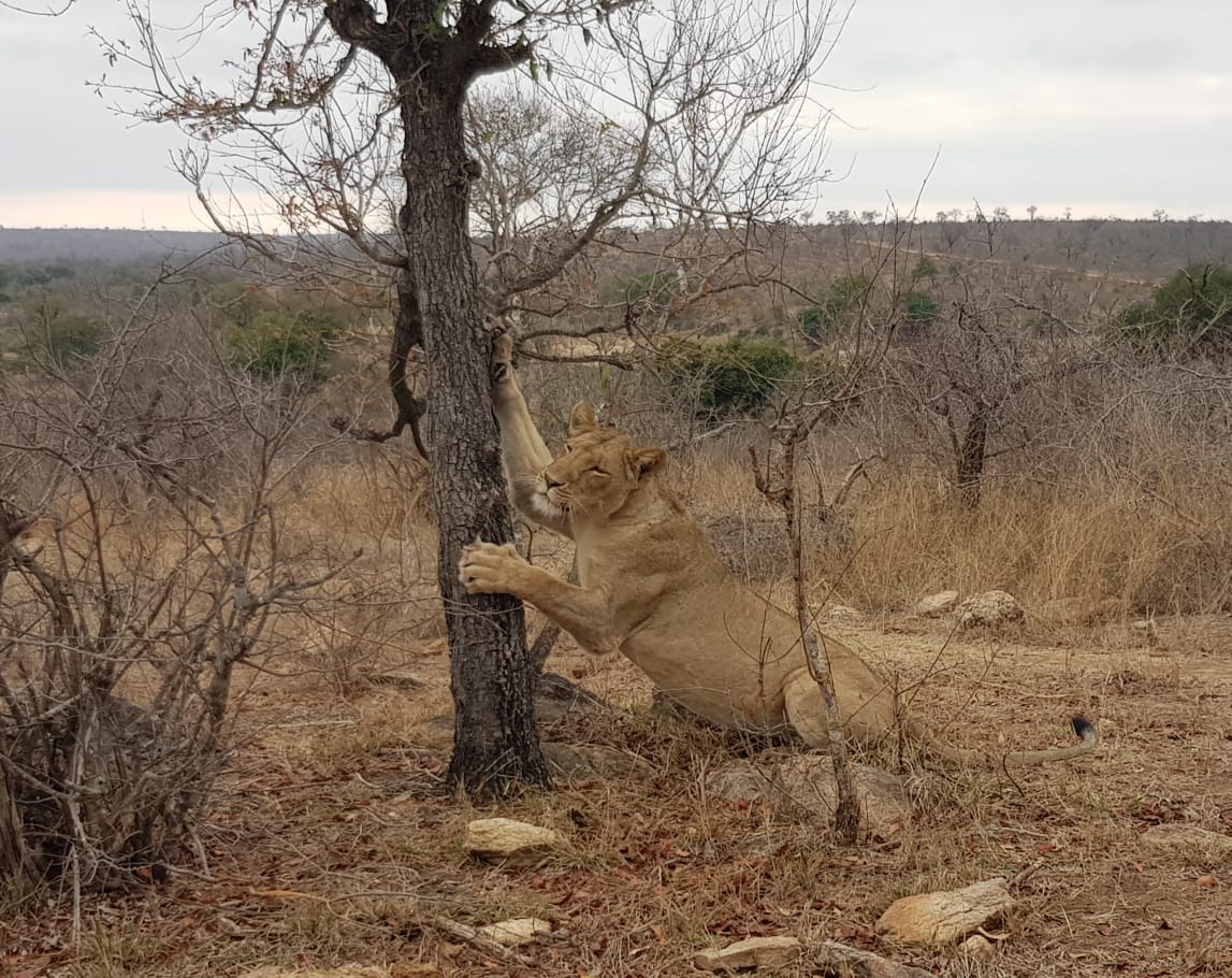 Lukimbi's tweet photo. Also like a pet cat, lions have retractable claws. This means that their sharp claws can be stretched out and then drawn back inside again under the fur where they are hidden. ... Lions sharpen their claws by scratching trees to keep them extra pointy. https://t.co/y7ZFCV303T
