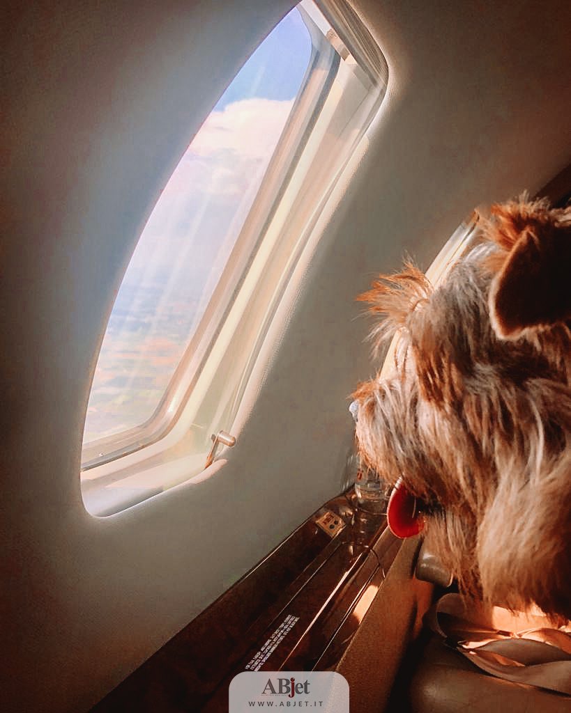 abjet_it's tweet image. Abjet’s service is great also for your pet ❕🐾
Take them with you 👫🐶🐱

#abjet #aliven #bombardierglobalexpress #jet #luxury #privatejet #citation #vip #lifestyle #luxurylife #businessjet #jetcharter #privatejetlife #luxurylifestyle #privateplane #private #flyprivate