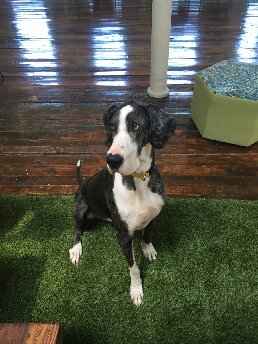 athenium's tweet photo. This week’s #CompanyCanine is intimidating at first sight, but don’t let her fool you. Venus, adopted by our director of strategic products Josh Watkinson, loves bugs. And don’t leave your coffee unattended – she loves a good dark roast with cream and sugar. #greatdane https://t.co/XvOJc3sU4t