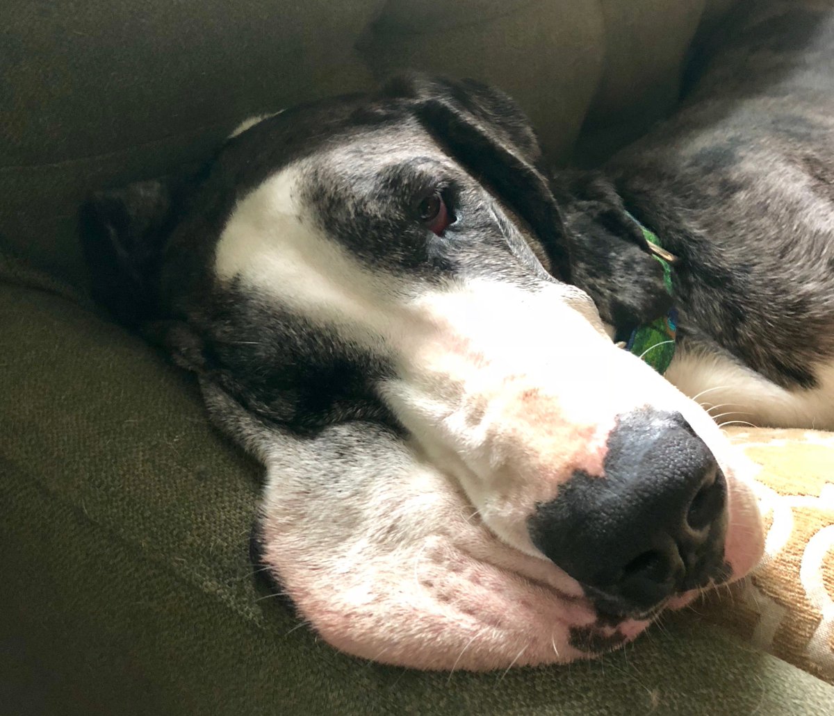 athenium's tweet photo. This week’s #CompanyCanine is intimidating at first sight, but don’t let her fool you. Venus, adopted by our director of strategic products Josh Watkinson, loves bugs. And don’t leave your coffee unattended – she loves a good dark roast with cream and sugar. #greatdane https://t.co/XvOJc3sU4t