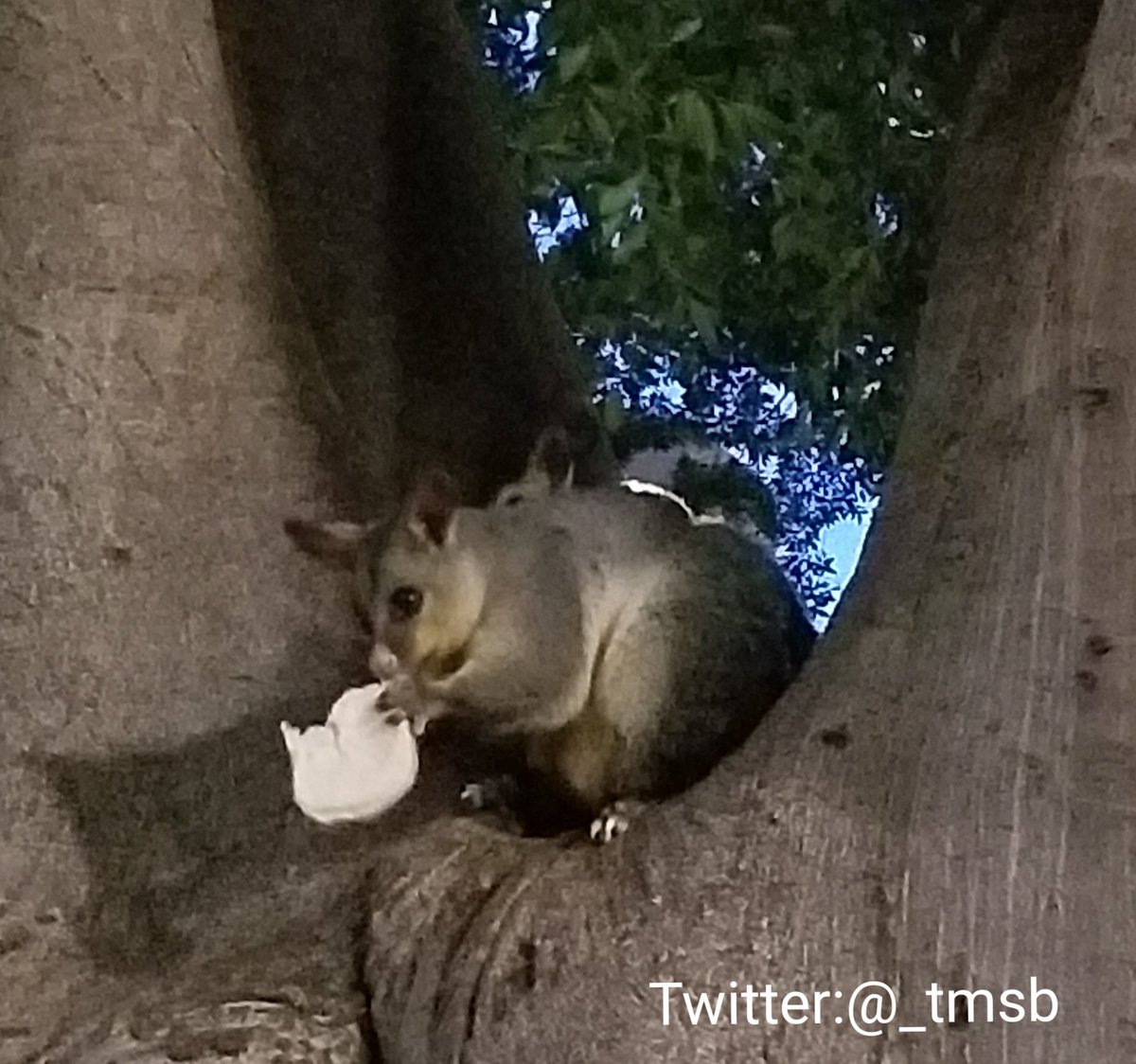 灯 クスクス科とかリングテイル科とかブラーミス科とか 違う科にpossum とついている種がいて面白い 昔 見た目で分類したり名前つけたりしてて 遺伝子解析したら全然違いました ってやつかな たくさんの科にまたがるポッサム 目でも亜目でもない