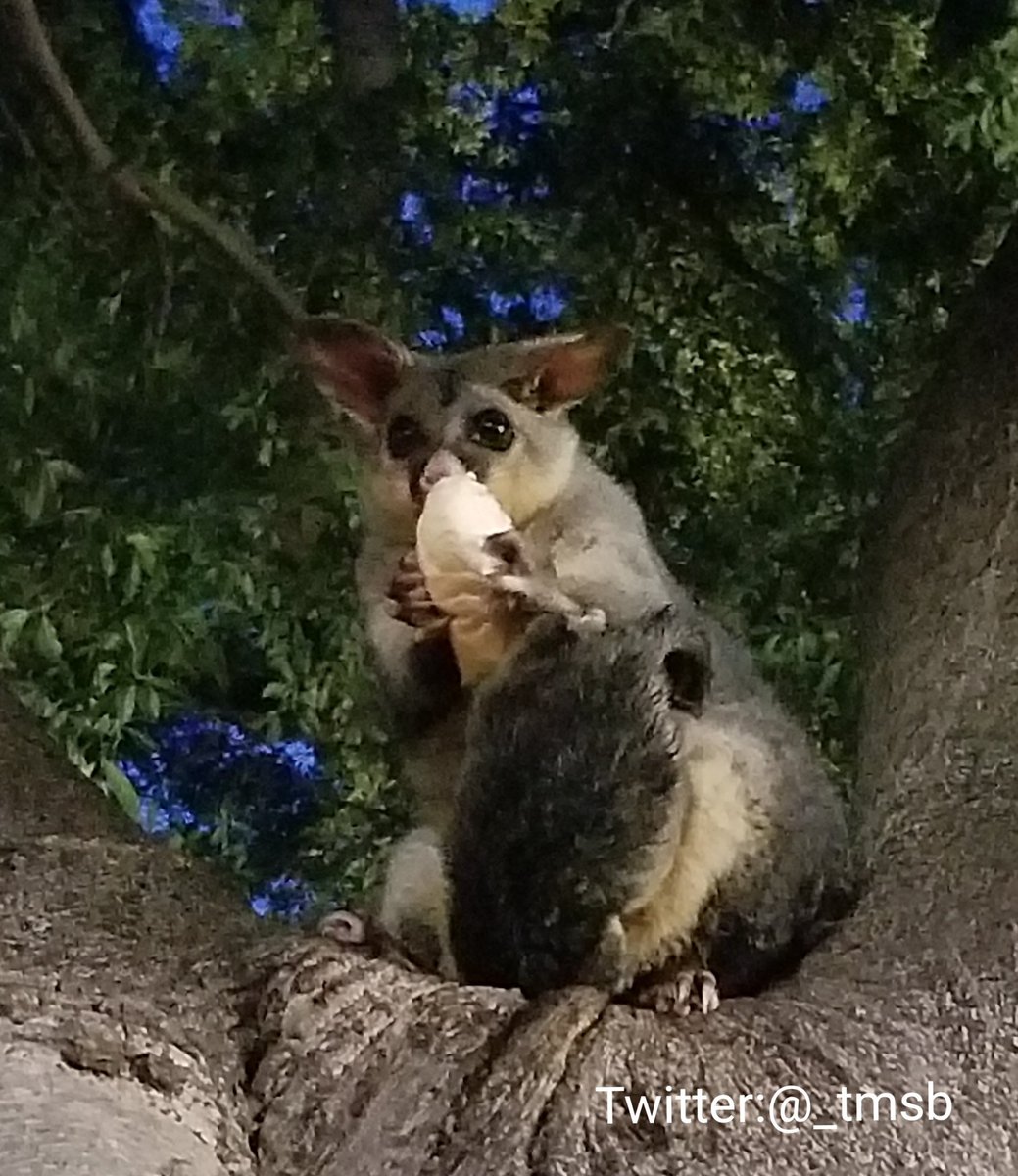 灯 クスクス科とかリングテイル科とかブラーミス科とか 違う科にpossum とついている種がいて面白い 昔 見た目で分類したり名前つけたりしてて 遺伝子解析したら全然違いました ってやつかな たくさんの科にまたがるポッサム 目でも亜目でもない