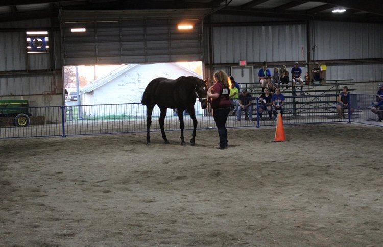 FFAcrestview's tweet photo. #2019FairHighlight Maddy Lamb! She is a senior at Crestview and a member of the Jr Fair Board. Maddy exhibited one of her barrows from her sows litters in the farrow to finish class at the fair! Maddy also participated in showman of showmen this year. https://t.co/HWtFq0uGEz