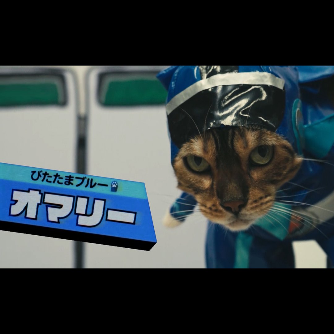 ネコ戦隊 びたたま 公式 びたたまブルー オマリー じゃらされるなよ びたたま Vitatama ねこ ネコ戦隊びたたま 高橋良輔 T Co 427xpgfv Twitter