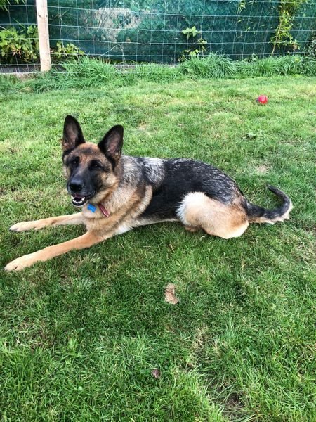 gsrescueelite's tweet photo. 5yr old Mia can live with older kids and has lived with a dog in the past but did bully him, she needs a new home as she is being left alone for long periods
#dogs #GermanShepherd #Worcester 
https://t.co/zwkwVvf03S https://t.co/0n1PEGTewZ