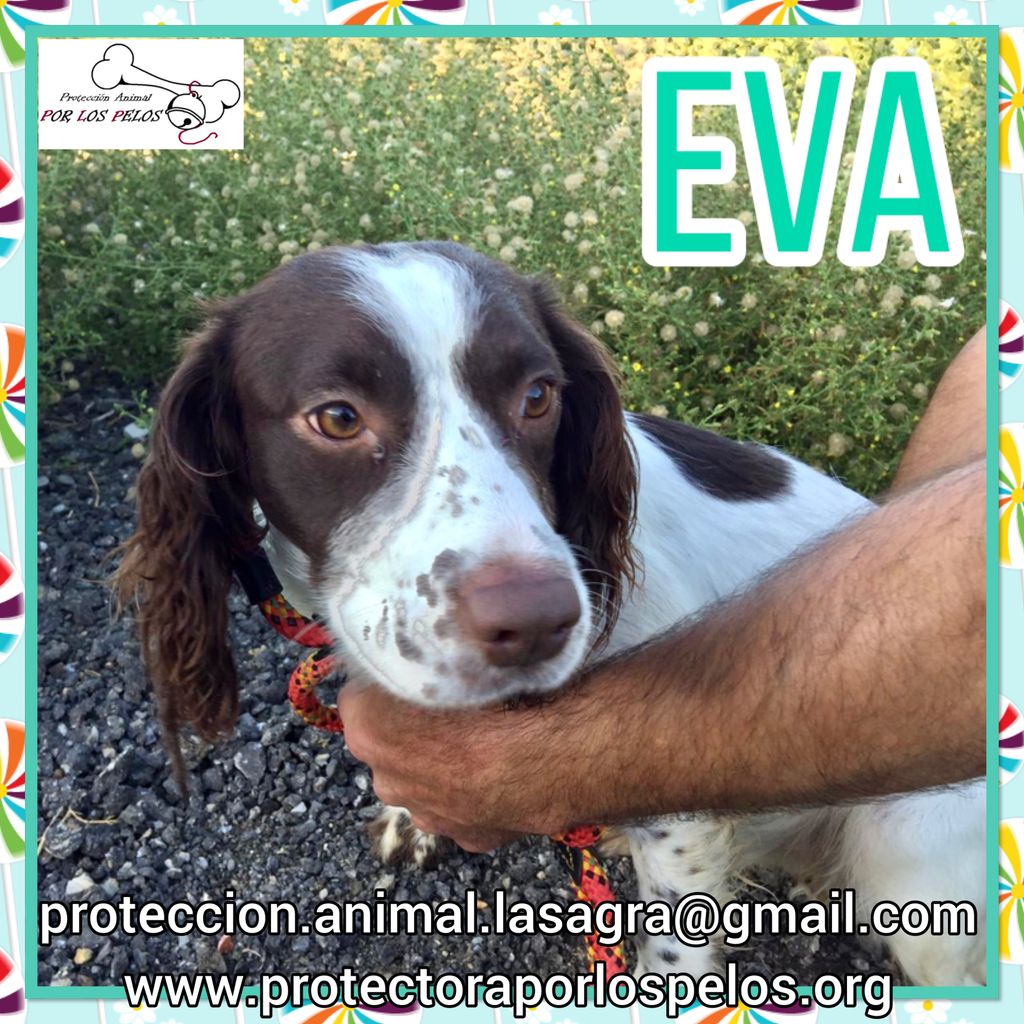 PerreraToledo's tweet photo. •EVA• #springerspanielingles 4 añitos, dulce y muy lista! Vagaba de pueblo en pueblo hasta que ha acabado en la perrera, es URGENTE que salga cuanto antes. https://t.co/ae7xxYQOGW https://t.co/yFP636VBst