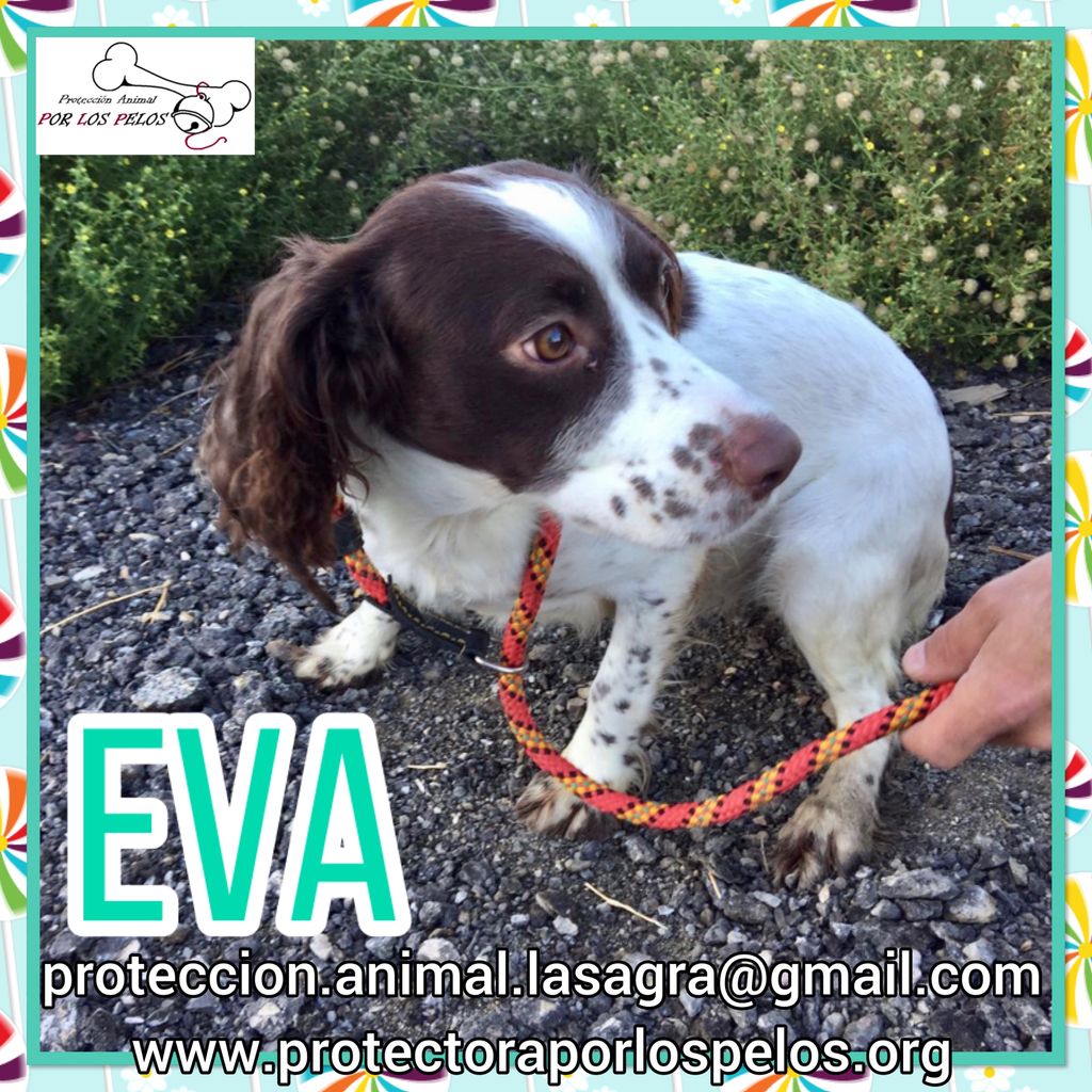 PerreraToledo's tweet photo. •EVA• #springerspanielingles 4 añitos, dulce y muy lista! Vagaba de pueblo en pueblo hasta que ha acabado en la perrera, es URGENTE que salga cuanto antes. https://t.co/ae7xxYQOGW https://t.co/yFP636VBst