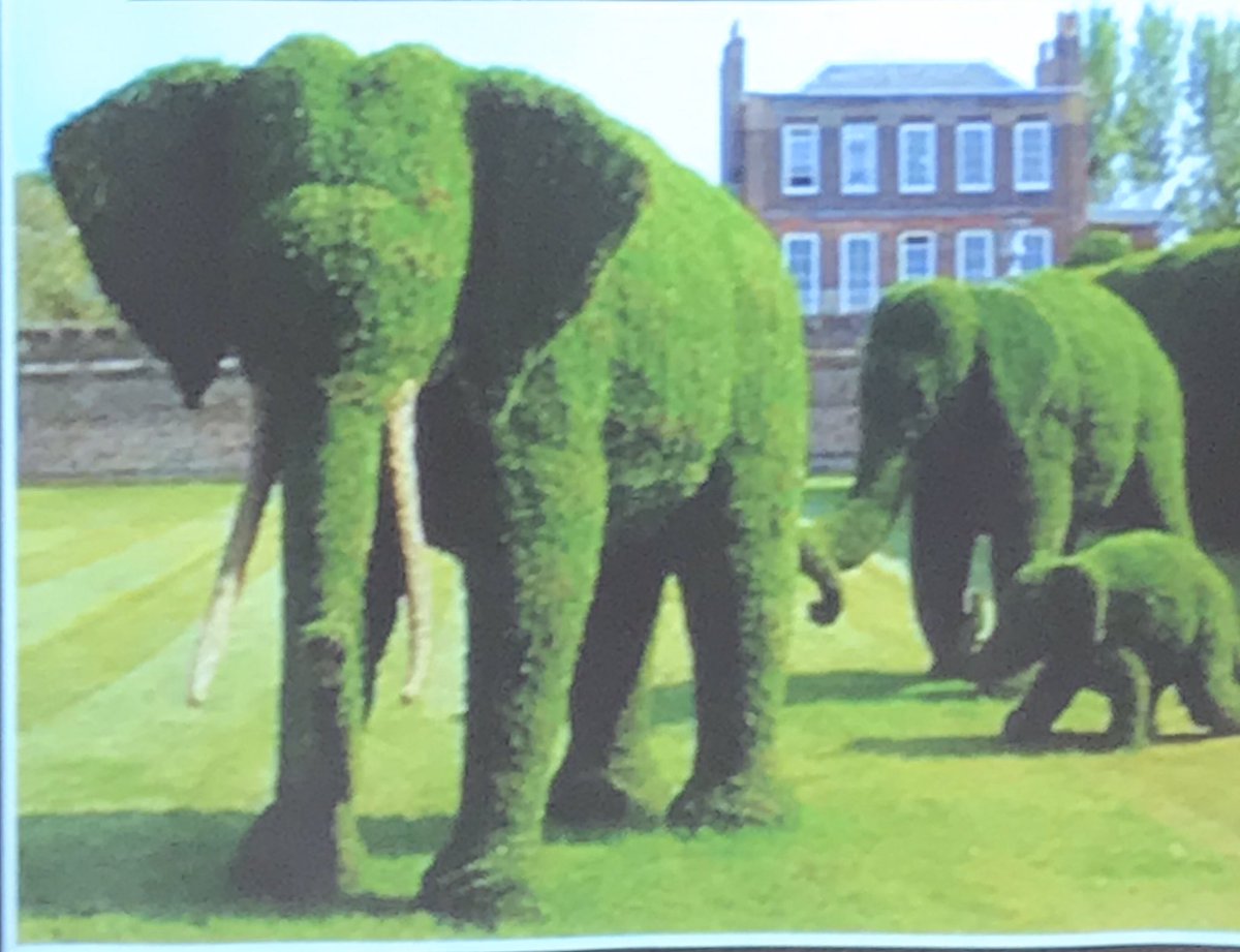 laurie_ringe's tweet image. After reading The Night Gardener, by the fabulous Fan brothers, @opifan64, we watched some topiary videos to solidify our learning. #mrscallicoat💜#deepdiscussion #kidsdoingthework #fanofthefanbrothers