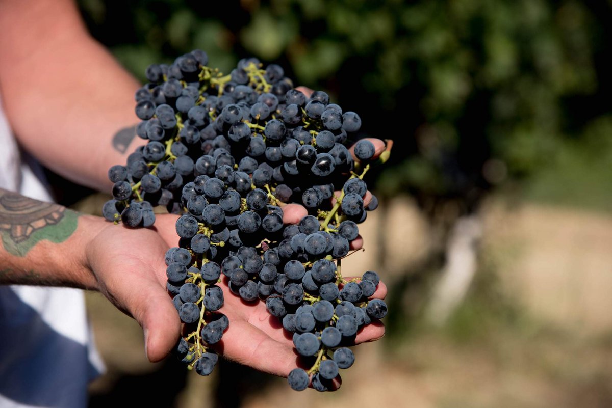 UdelV's tweet photo. Harvest time at #UsigliandelVescovo #grapes #winepassion #harvest https://t.co/WbXJTkOJbi