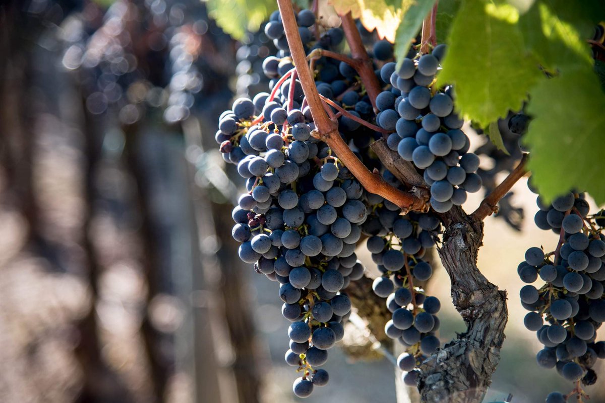 UdelV's tweet photo. Harvest time at #UsigliandelVescovo #grapes #winepassion #harvest https://t.co/WbXJTkOJbi