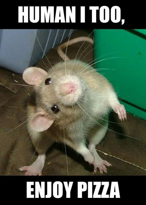 Diamondpestcont's tweet image. Rats will infest your home, contaminate and eat your food. Keep your kitchen free from food waste and invest in rat control with Diamond #RatPestControl