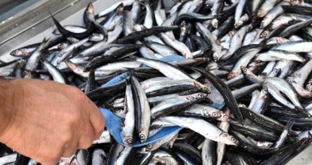 Istanbul Balık Hali Fiyatları 2019