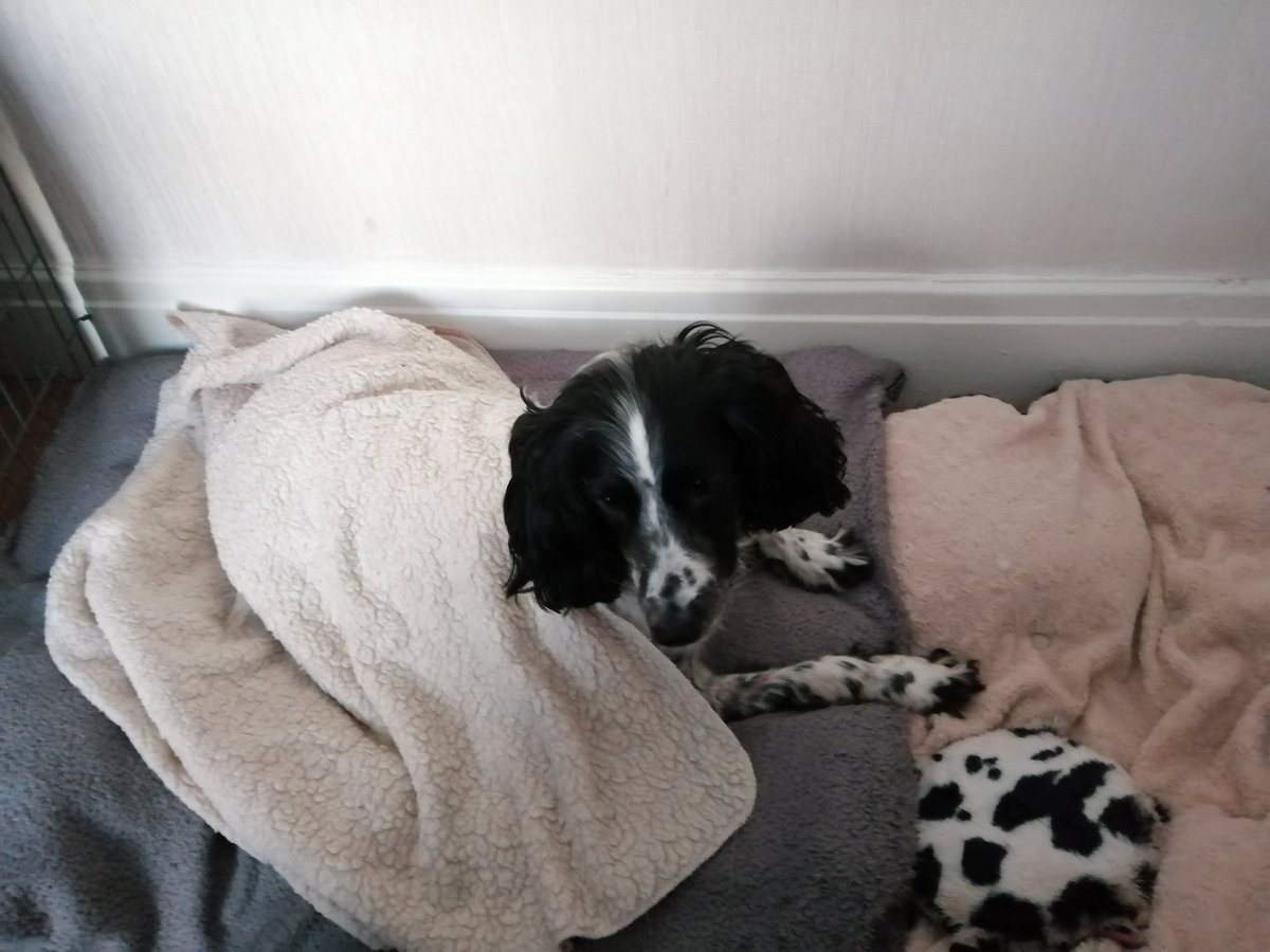 Neil73Neil's tweet photo. I've just told my dog about the Lead and Asbestos pollutants that will be unearthed by Droppingwell Tip.  She is really sad that she won't be able to walk those beautiful fields and woodlands anymore. 
#stopdroppingwelltip
@WildJustice_org
@stopdwelltip https://t.co/x7jG5IDW0r