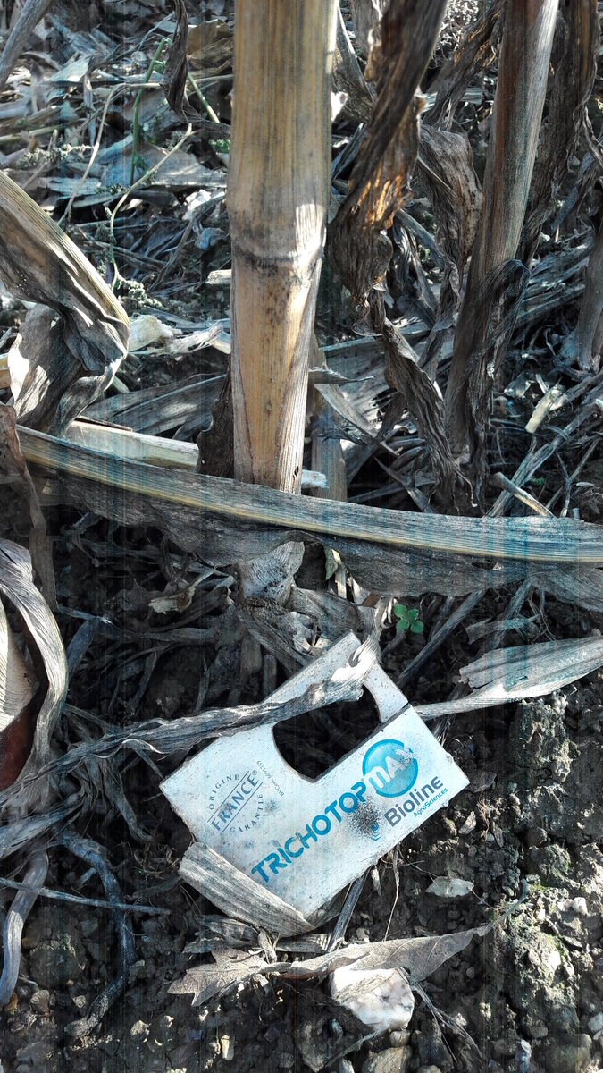 Sous le🌞, récolte des essais🌽G2 <a href="/Arvalisofficiel/">ARVALIS</a> G2 <a href="/Semences_France/">Semences de France</a> G1 et  #coopherbauges ds le 44.
It's time to harvest !
L'été a été rude 🔥☀️...petits rendements 🚜 
➡️ 80 qtx sec au ➕

🙏👏👌#trichotopmax <a href="/Bioline_AS/">Bioline #bioControle 🐝🐞🕷</a> de nous avoir bien protégé !

<a href="/CedricLemenn/">Cédric LEMENN</a>
<a href="/agpm_mais/">AGPM</a>