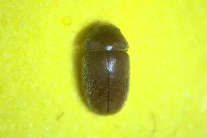 七味唐辛子に湧く虫とは 種類や保存方法についても合わせて紹介 お食事ウェブマガジン グルメノート