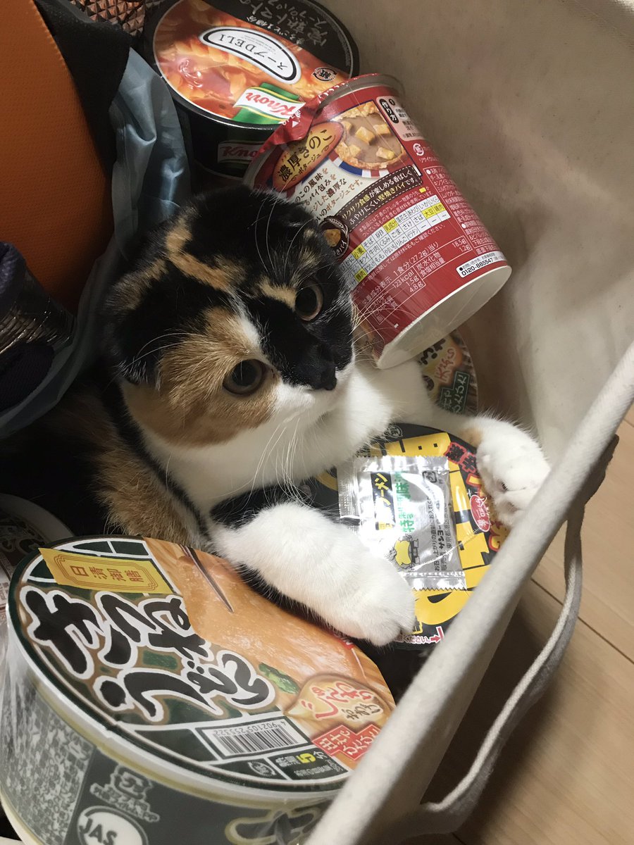チーズつくねーさん tweet media