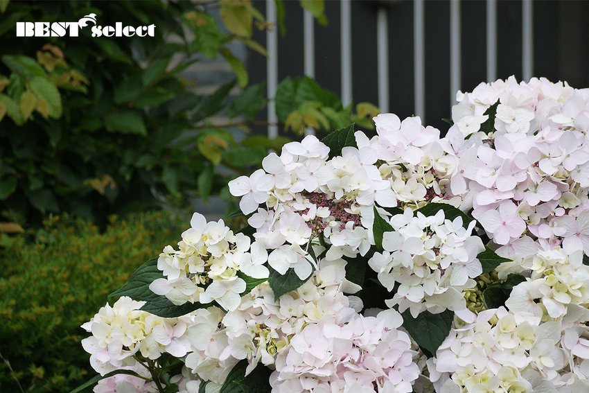 mijntuin_org's tweet photo. Cloudi brengt je met je hoofd in de wolken! Alles over de nieuwste hortensia en de daar bijhorende BEST-select-actie vind je hier 👉 https://t.co/Zev0Lnn5MI https://t.co/rWvohSPlND