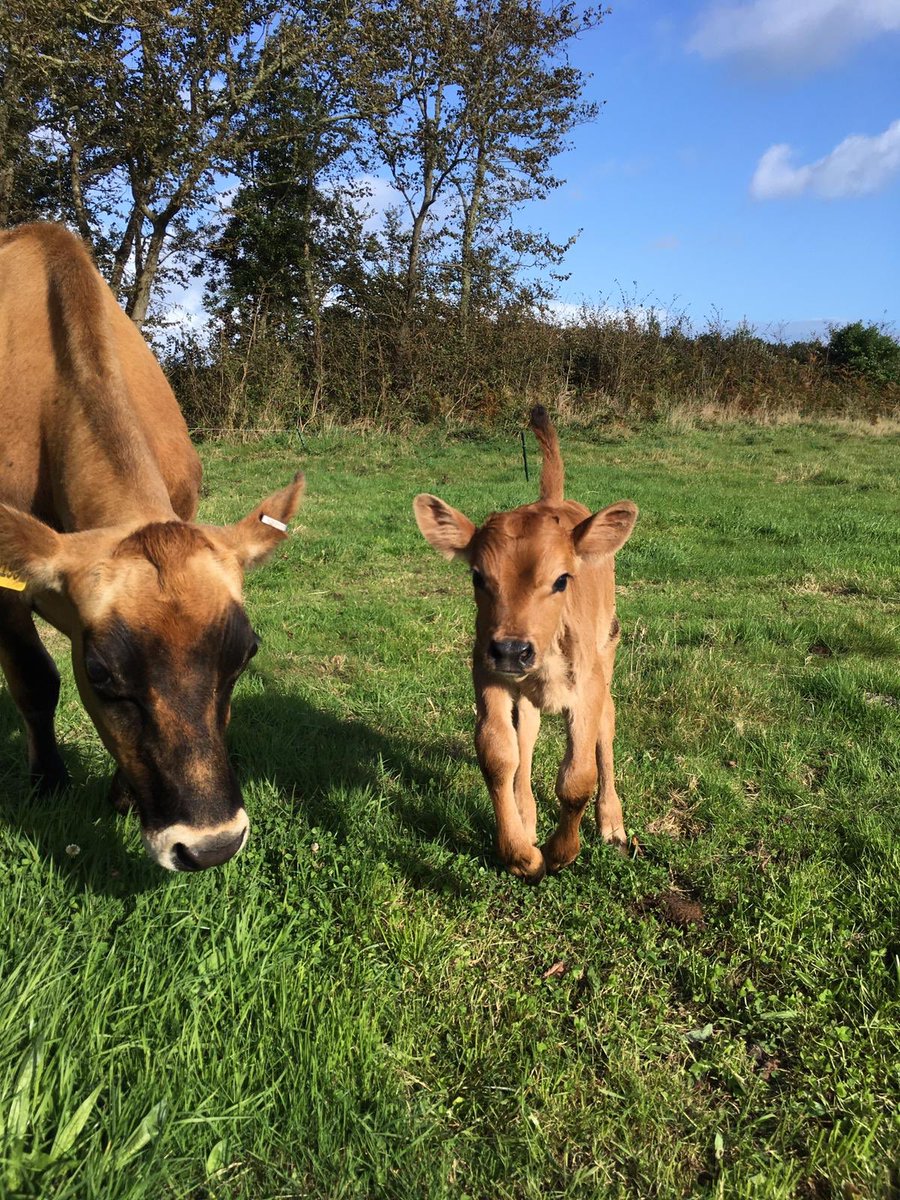 Our beloved house cow Nancy’s new calf. Already loving milk sharing with young Norman.