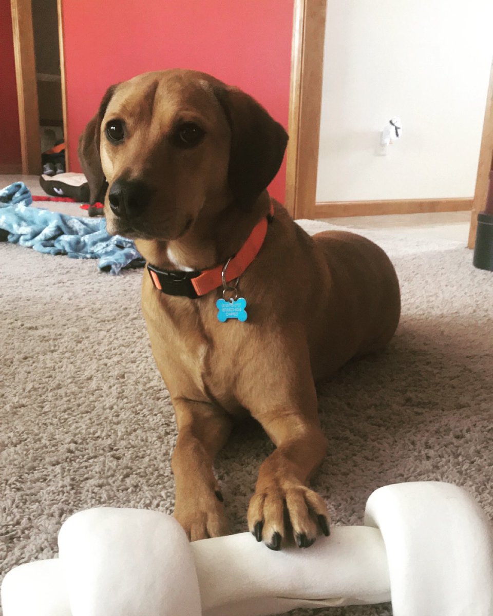 WildBill_99's tweet image. Happy Adoption Day to our favorite pup! Scout is the happiest dog I’ve ever met! Always wanting to give kisses and cuddle all the time! If you are looking for a new dog in your life please adopt from you local shelter! You won’t regret it! #gotchaday #lifewithadog #Scout