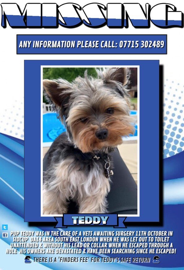 Blue Frenchie tweet media