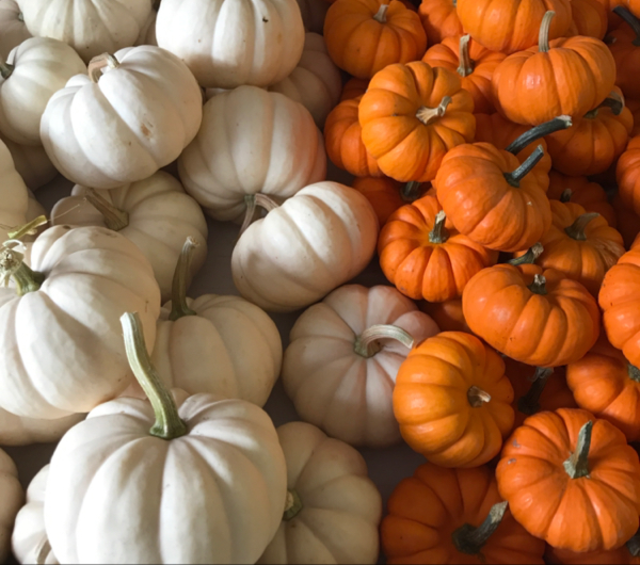 GrowItMobile's tweet photo. Orange is so traditional! Add some flare to your decor this season with white pumpkins. They're awesome for carving because their skin is not quite as thick as an orange pumpkin's. They also make elegant table centerpieces. Showcase your pumpkins! #AutumnBlooms #WhitePumpkins https://t.co/ya0djIcHYA