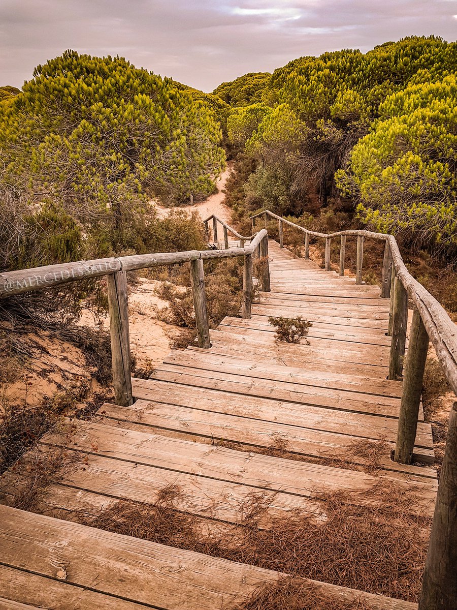 msphotography94's tweet photo. "Roads that give life (III)." 📍🌄❤
📸 #MSphotography #S8pluscam #instaphoto #park #parquedunar #nature #Doñana #costadelaluz #summertime #summer19 #SienteHuelva #Matalascañas #Huelva #Andalucía #Spain
👉🏻 Para ver más: link en el perfil. https://t.co/61qt6qwuei