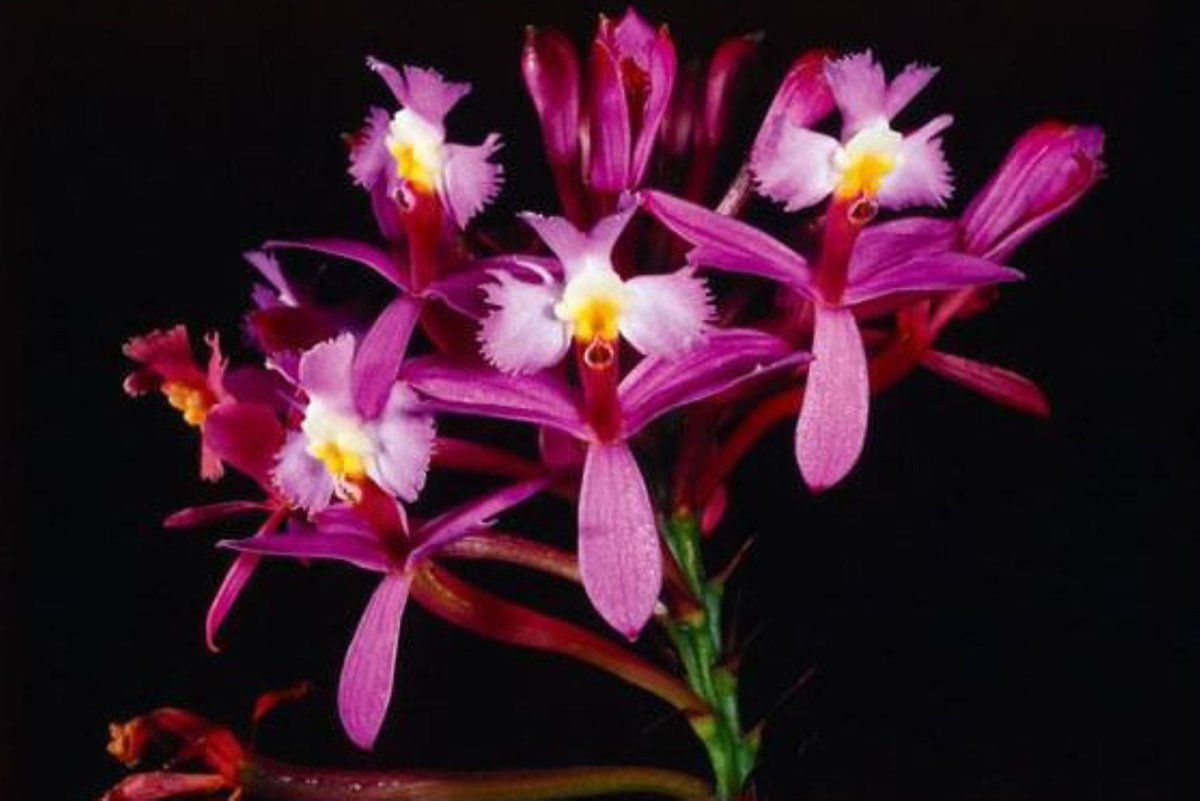 Rev_TintaVerde's tweet photo. Flores de singular belleza está amenazada por su alto valor ornamental
#Medioambiente #Perú 
https://t.co/wBdogYhTQs https://t.co/jxBGEYY9PH