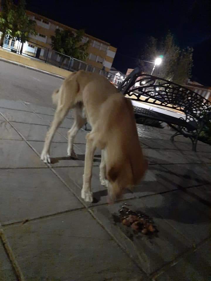 amor_animal015's tweet image. CASO EXTERNO :

Este perrito es macho. Labrador o cruce.
Esta vagando por las calles en un pueblo de Badajoz buscando comida.
Se le notan las costillas como podéis ver en las fotos.
Alguien lo está buscando o quiere darle un hogar?.
Contacto : 619672757