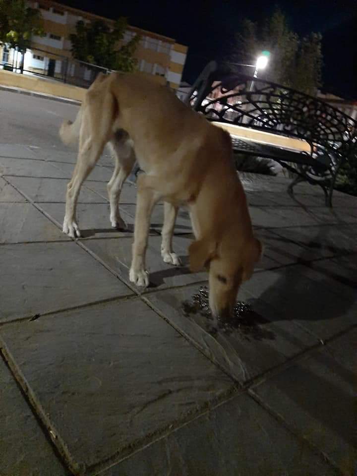amor_animal015's tweet image. CASO EXTERNO :

Este perrito es macho. Labrador o cruce.
Esta vagando por las calles en un pueblo de Badajoz buscando comida.
Se le notan las costillas como podéis ver en las fotos.
Alguien lo está buscando o quiere darle un hogar?.
Contacto : 619672757