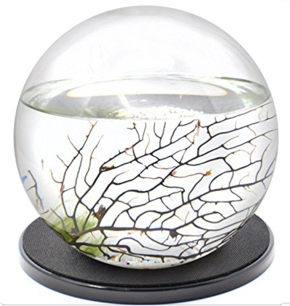 teach_me24's tweet image. How are organisms in an ecosphere able to survive in a completely sealed sphere? Today my bio kids did the engage activity for my energetics unit. They did such a great job on the first draft of their models!😁. #tkbio #scienceteacher #highschoolscience #iteachscience