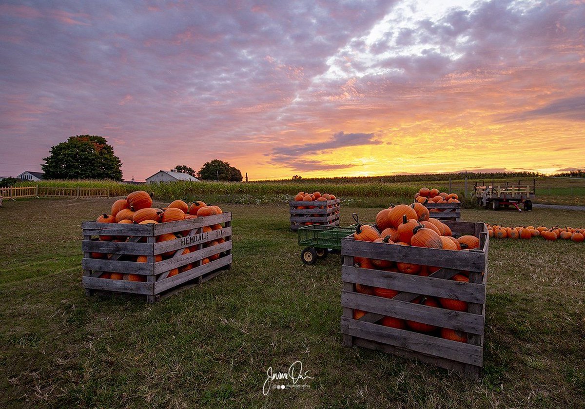 #StormHour (@stormhour) on Twitter photo 🎃🍂🌿 Fabulous Fall <a href="/WickhamFarms/">Wickham Farms</a> Penfield, NY ~ Thanks to Jerome Davis <a href="/jdavis2731/">Jerome Davis</a> #Pumpkins #StormHour 🎃🍂🌿 Fabulous Fall <a href="/WickhamFarms/">Wickham Farms</a> Penfield, NY ~ Thanks to Jerome Davis <a href="/jdavis2731/">Jerome Davis</a> #Pumpkins #StormHour