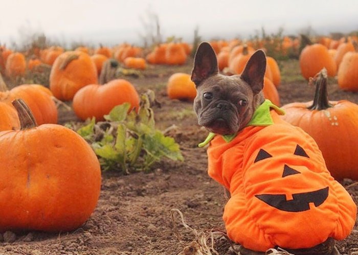 Havilah Vaskeritchin tweet media