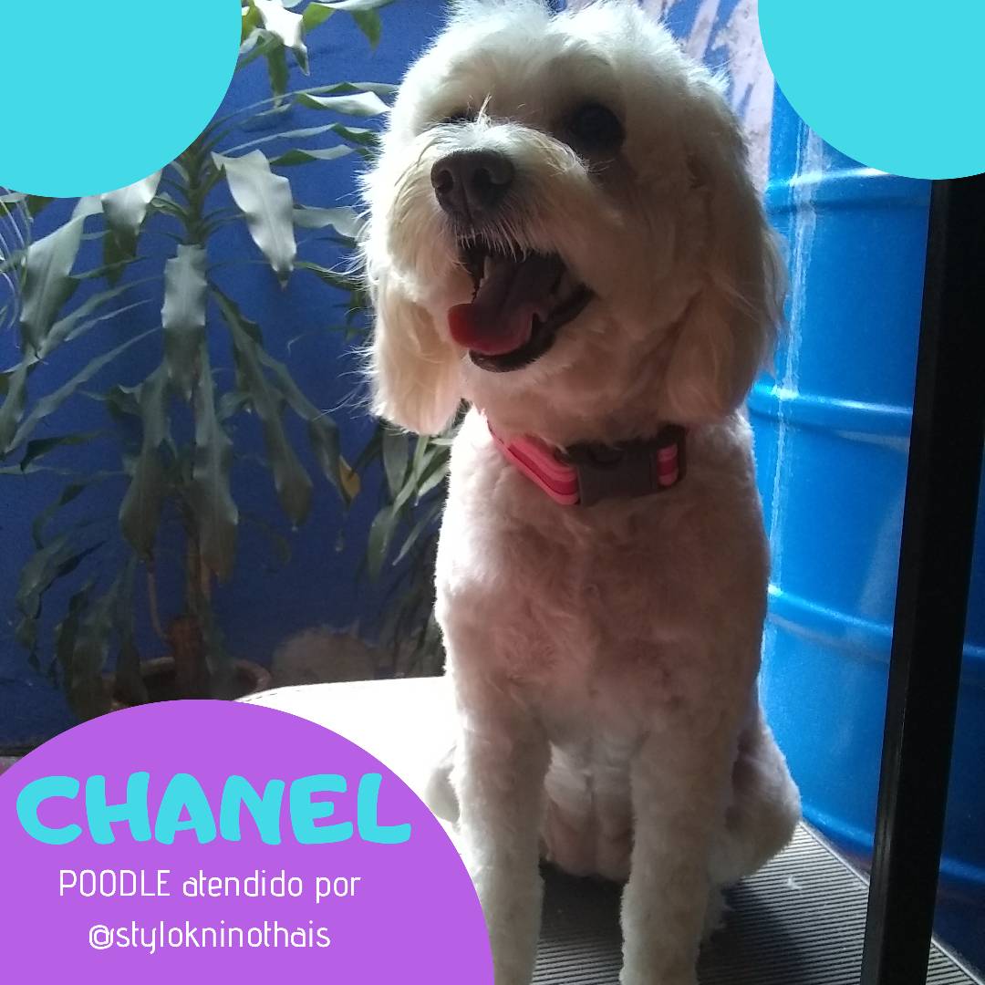 stylokninothais's tweet photo. ❤️CHANEL❤️
Ya la extrañabamos🐕, una #niñade4patas muy #consentida y muy #inteligente 👩🏻‍💻

¿Interesado?🤔

Contáctanos:📲04141276612/04242728665

petsgrooming #doggroomer #peluqueriatucasa #venezuela #mascotasconestilo #dogstyle
#doglovers #lovepets #amazingdog https://t.co/BpUnKV3fYm