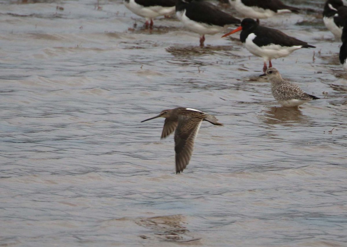 WarrenBirding's tweet photo. No sign yet of yesterday's star turn but seawatching this morning produced Long-tailed, 2 Pom & 9 Arctic Skua and a late Puffin #rbndev Pics by Luke Harman. https://t.co/plgtGp0Hx3