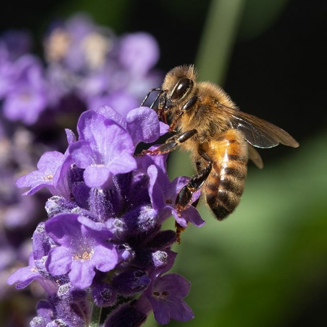 innerlightuk's tweet photo. The Bees are busy on the lavender #macro #closeup #fujifilm #xt2 #flower #lavender #bee #honeybee #macrophotography #macro_love #macrophotos #macro_world https://t.co/YihJdgtOyF https://t.co/AZcPhJMLVt