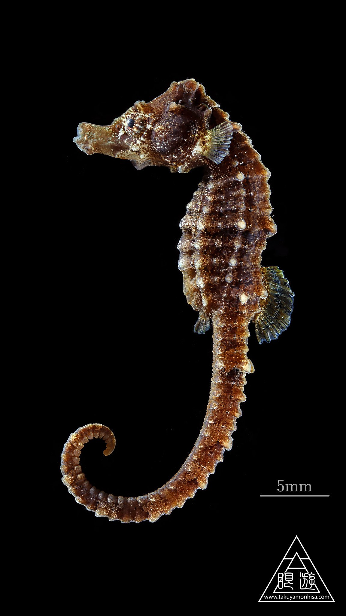眼遊 Ganyu Mitomitukunni 英語ではseahorse 海の馬 というけれど タツノオトシゴ とはどういう意味かと聞かれ まさにbaby Dragon 龍の子 だと説明していたところです 龍の姿に一番よく似た生き物ですよね Twitter