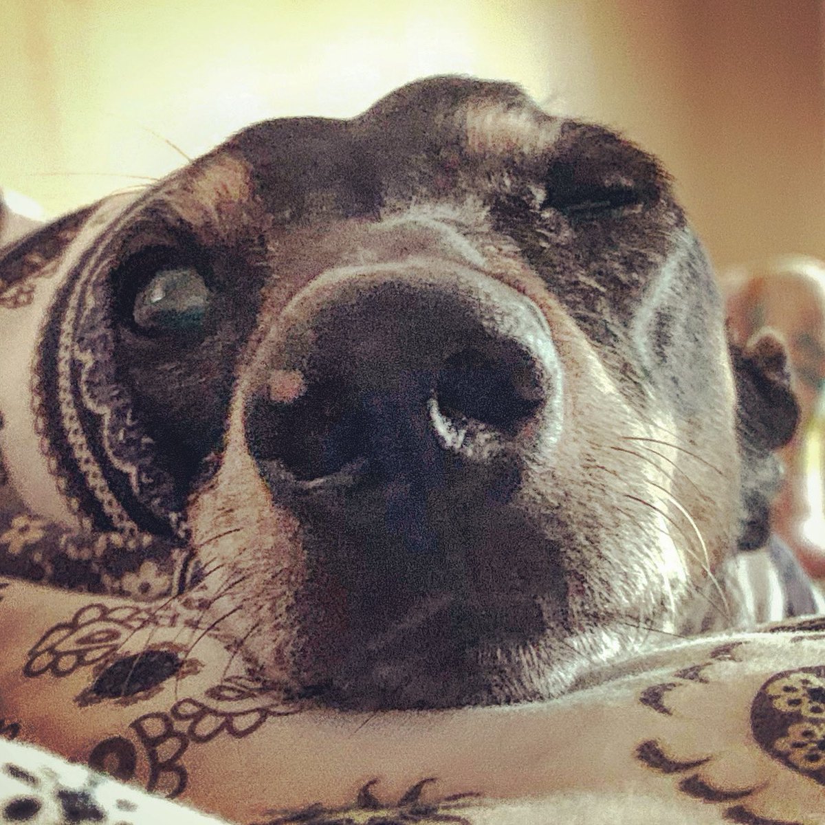 I’m half asleep but you could still #boopmynose #dachshund #wienerdog #dog #dogsoftwitter #dogoftheday #seniordogs #petportrait #petphotography #petphotographer #dogphoto #dogphotography #dogphotographer #northernvirginia #centralvirginia #washingtondc #virginia #va #dogs