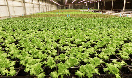 US (VA): USDA certified indoor BioFarms open for business <a href="/ttorganic/">Thats Tasty Organic</a>
hortidaily.com/article/915262…