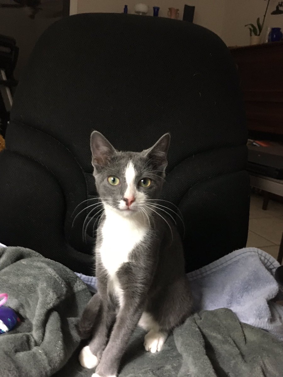 AngelVRose's tweet photo. My new kittie...Billy Blue Blossom. She is so tiny at 20 weeks old. I lost my old cat about 3 years ago. She was 23 years old. https://t.co/ZSDId3OfDb
