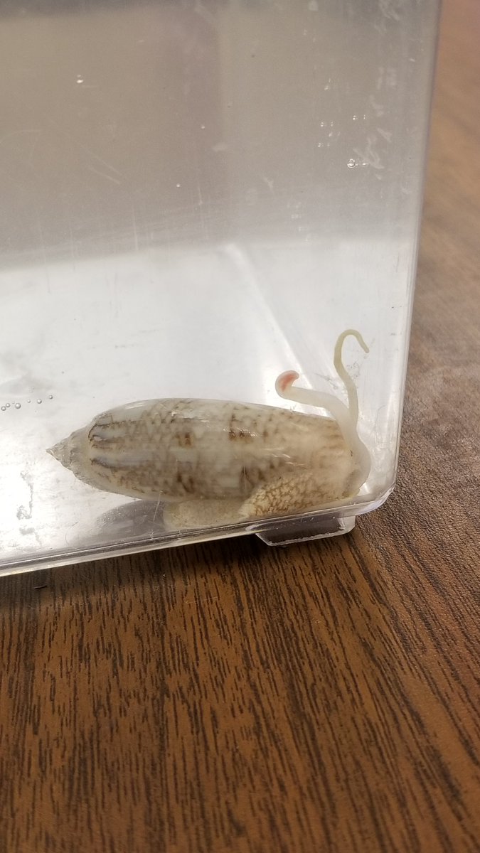 ShellMuseum's tweet image. 5th graders at @TigersSkyline were able to see the proboscis of the Lettered Olive! This is a big deal, as it rarely makes an appearance unless the mollusk is feeding. @LeeSchools