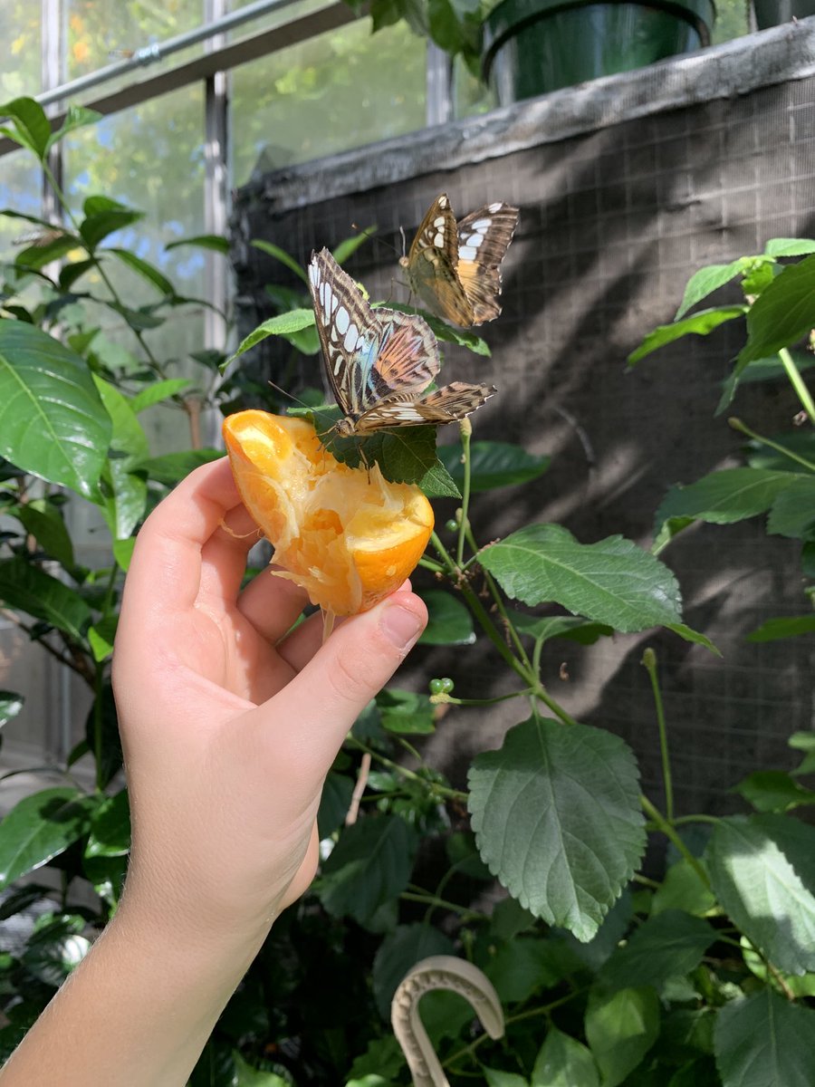 EdnaMattaC's tweet photo. Spectacular Butterflies show ⁦@CarletonBiology⁩ #CarletonButterfly2019 🦋 ⁦@Carleton_U⁩ #Ottawa https://t.co/p1rUuOogwL