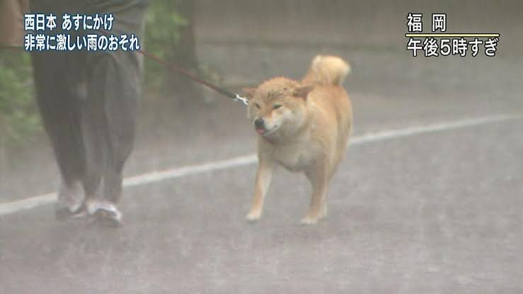 大雨にも屈することなく散歩に出掛けた伝説の飼い主とイッヌを君は覚えているか　#台風19