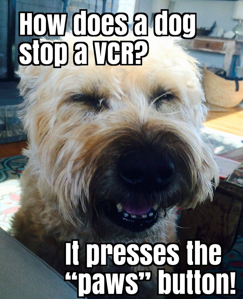 Joanie_Barr's tweet photo. #humor #laughmore #laughoften #lol #laughing #ilovemywheatenterriers #wheatenlovers #teddybeardogs #doglove #jokes #swheatenyourlifewheatens #swheatens #softcoatwheatenterriers https://t.co/9z2Dpqnnav