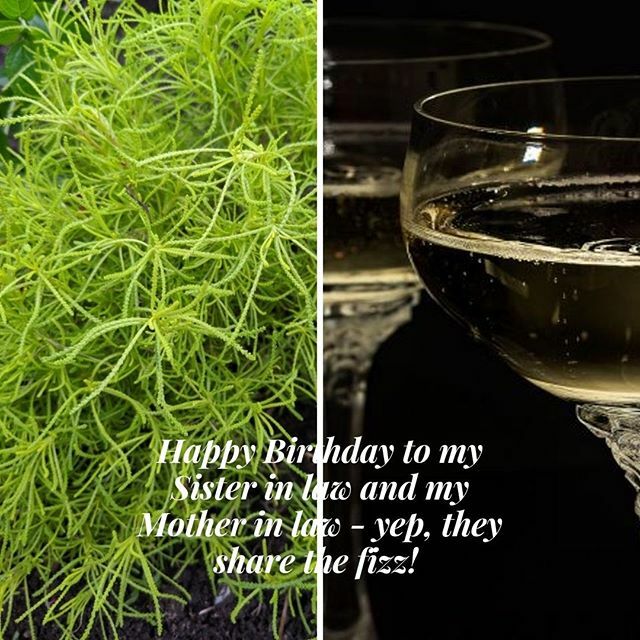 Plewsgdmarie On Twitter Happy Birthday To Both My Sister In Law My Mother In Law Who Share A Birthday So To Get The Weekend Rolling I M Offering 2 Sorts Of Fizz The Alcoholic In A