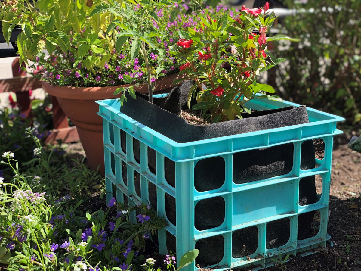 SmartPots's tweet photo. Have you ever had empty milk crates that you wish you had a use for? Well our Milk Crate Liner is the answer to that wish! A very stylish and portable way to display your favorite garden varieties! #SmartPots #LookForTheTag #MilkCrateGarden Planting credit goes to Grangettos, CA https://t.co/hyUKCMHQFg