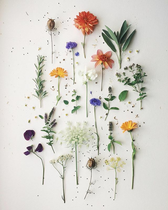 lewesmap's tweet image. I’ve picked you some flowers and herbs from our allotment.. {in September, when it didn’t rain 😆} Loved my trip to Bristol this week, especially my visit to @theforgebristol What a beautiful venue! {There’re some Bristol pics in my stories}...Happy F… ift.tt/2MuHNZI